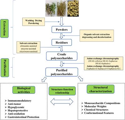 Research progress on extraction, purification, structure and biological activity of Dendrobium officinale polysaccharides